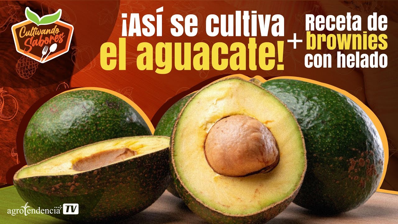 🥑 Descubre el secreto para producir aguacates todo el año - EPI #6