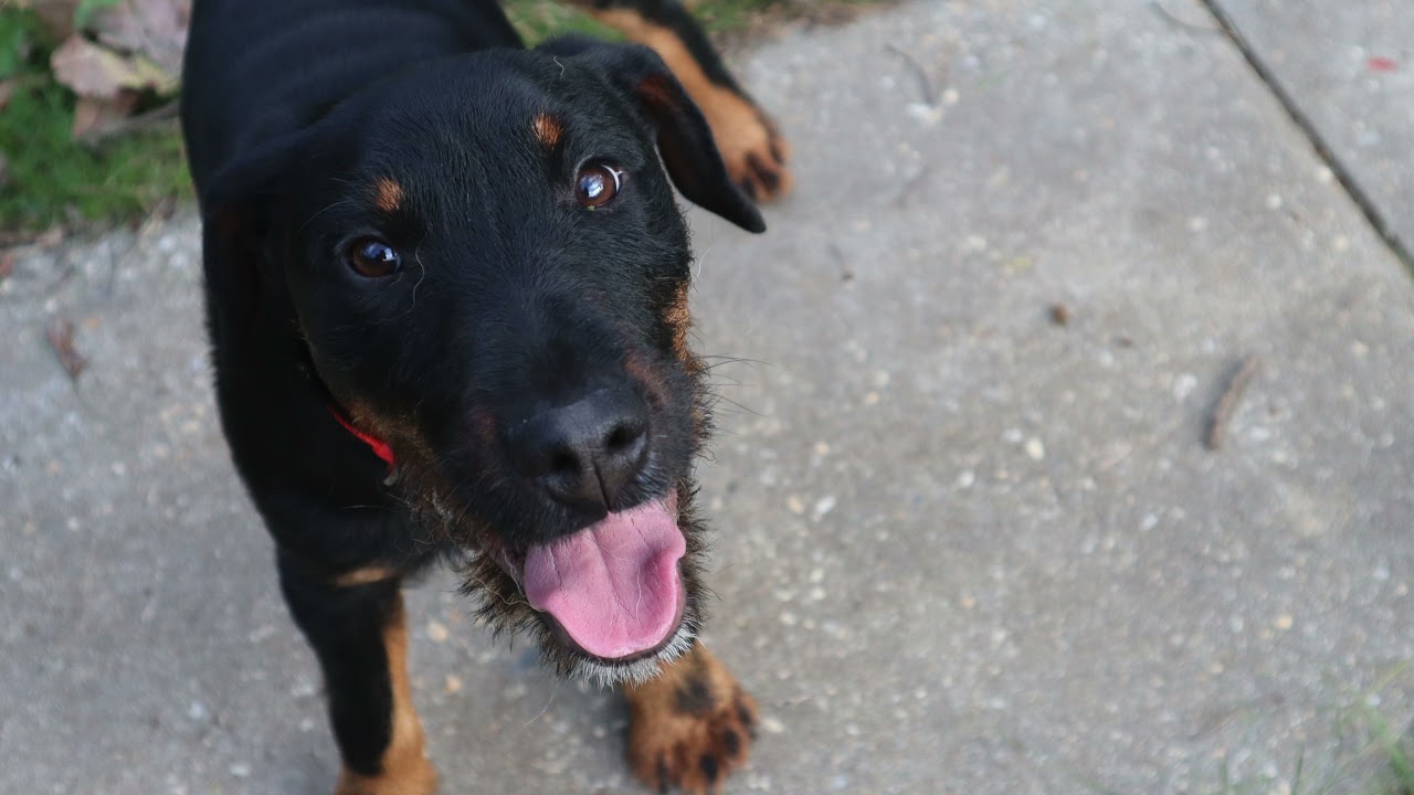 Ягдтерьер Хантер 🐕 Мои щенки в первые 6 месяцев