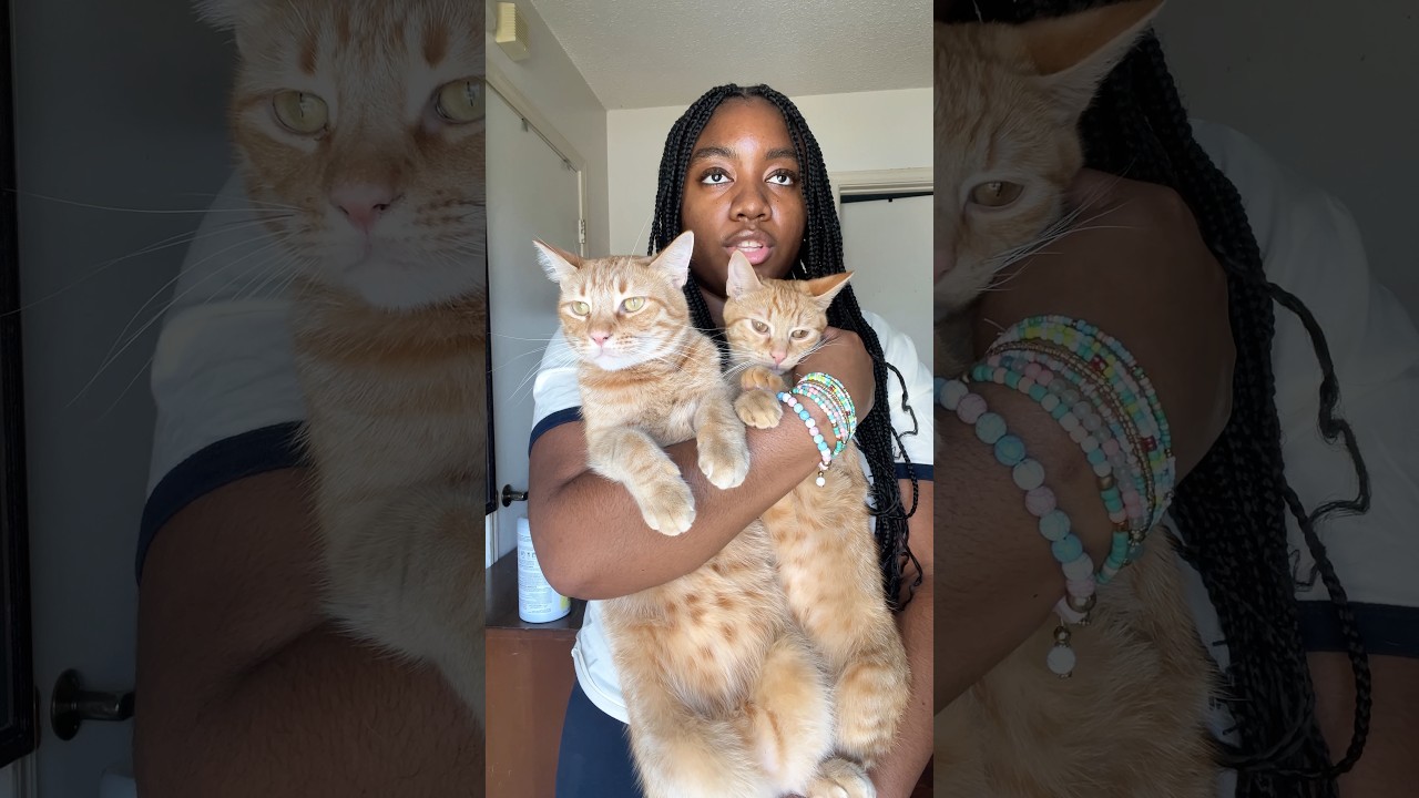 Cat Pantry Organization 