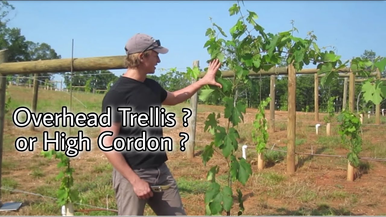 Overhead Trellis or High Cordon Training?