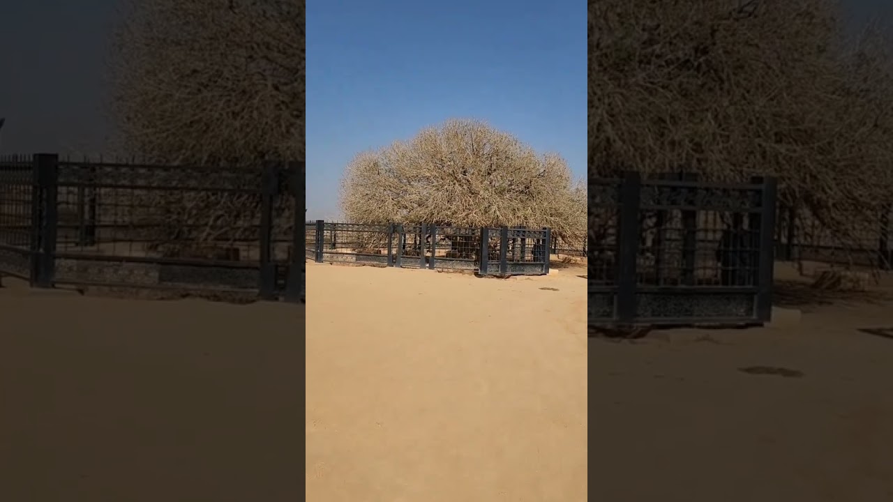 Sahabi Tree 1400 Years Old Prophet ﷺ Sat Down Under its shadow #shorts