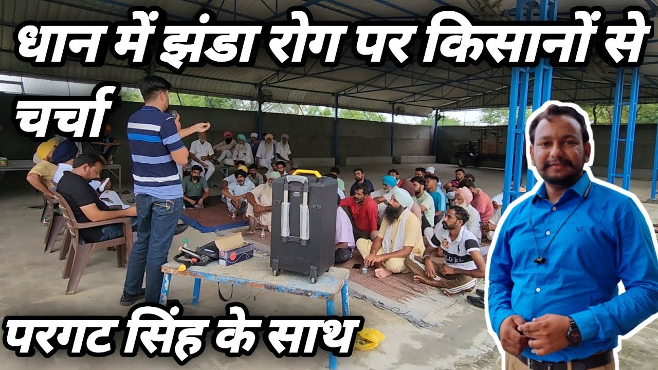 धान में झंडा रोग की रोकथाम।bakani disease.foot root in rice solution। basmati rice।