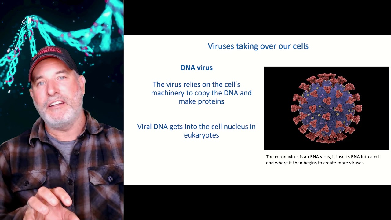 Are Viruses alive?
