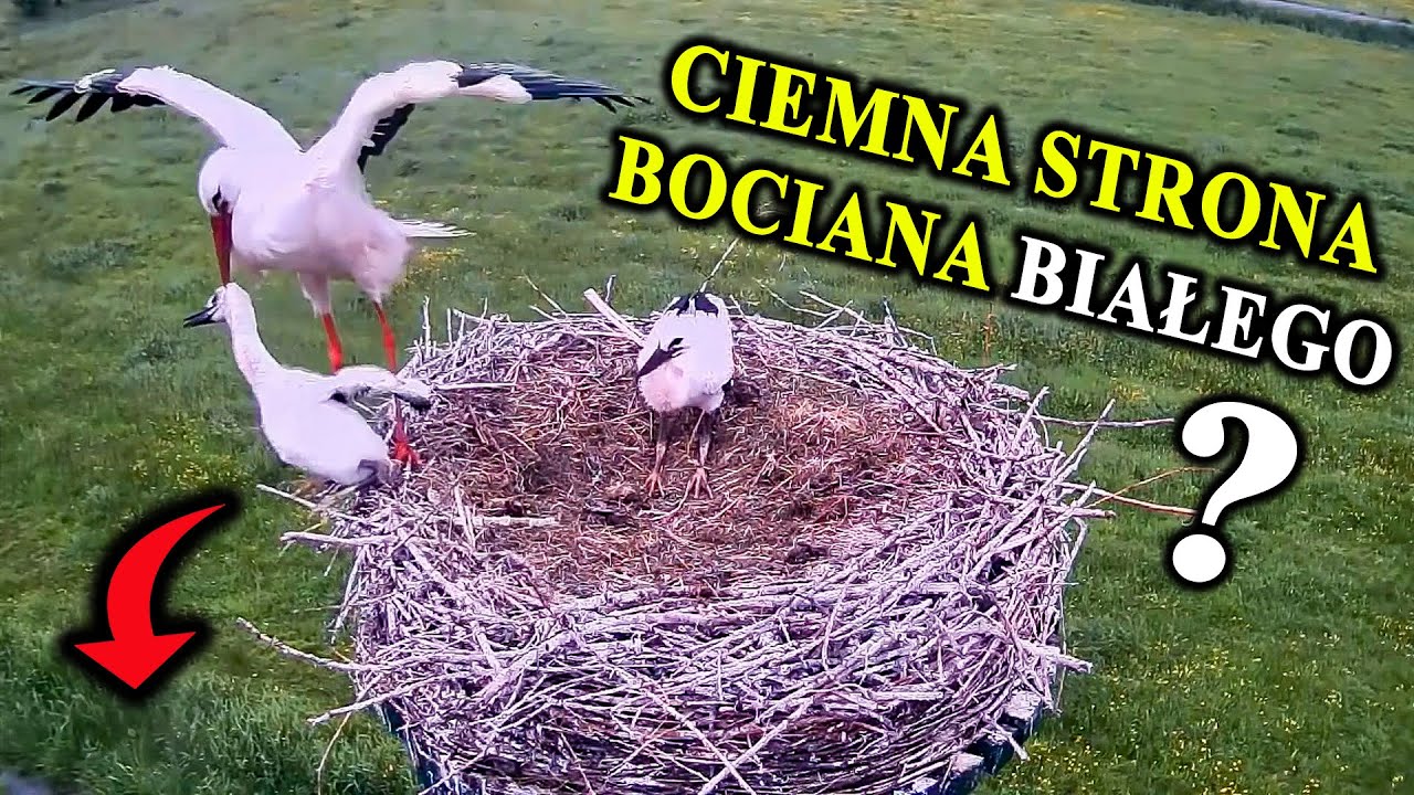 Dzieciobójstwo, Kanibalizm - Mroczne Sekrety Bocianów