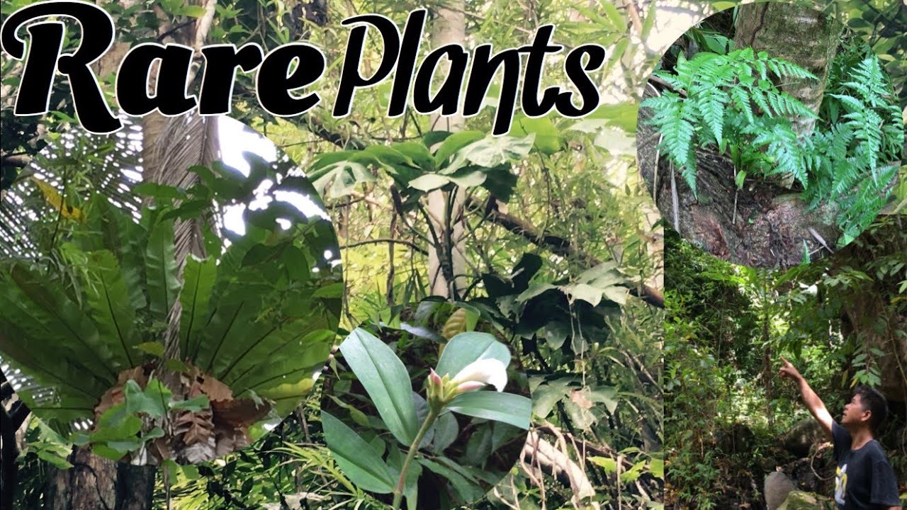 Mga Mamahaling Halaman  Sa Gubat |   Trending Plants On Social Media Now