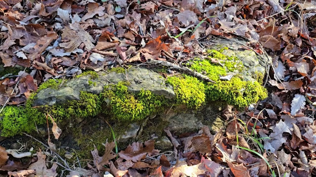 AMOP county lines