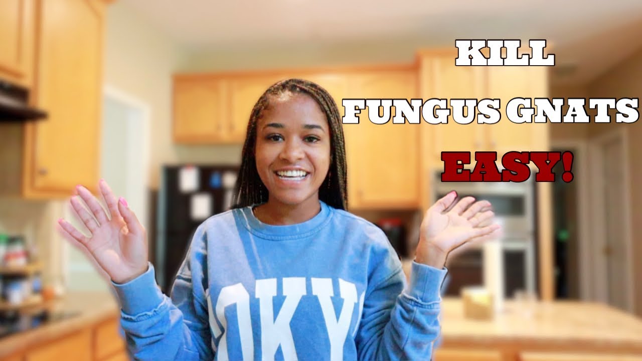 How to Kill Fungus Gnats Using Mosquito Bits | Does it Really Work? | Vlog