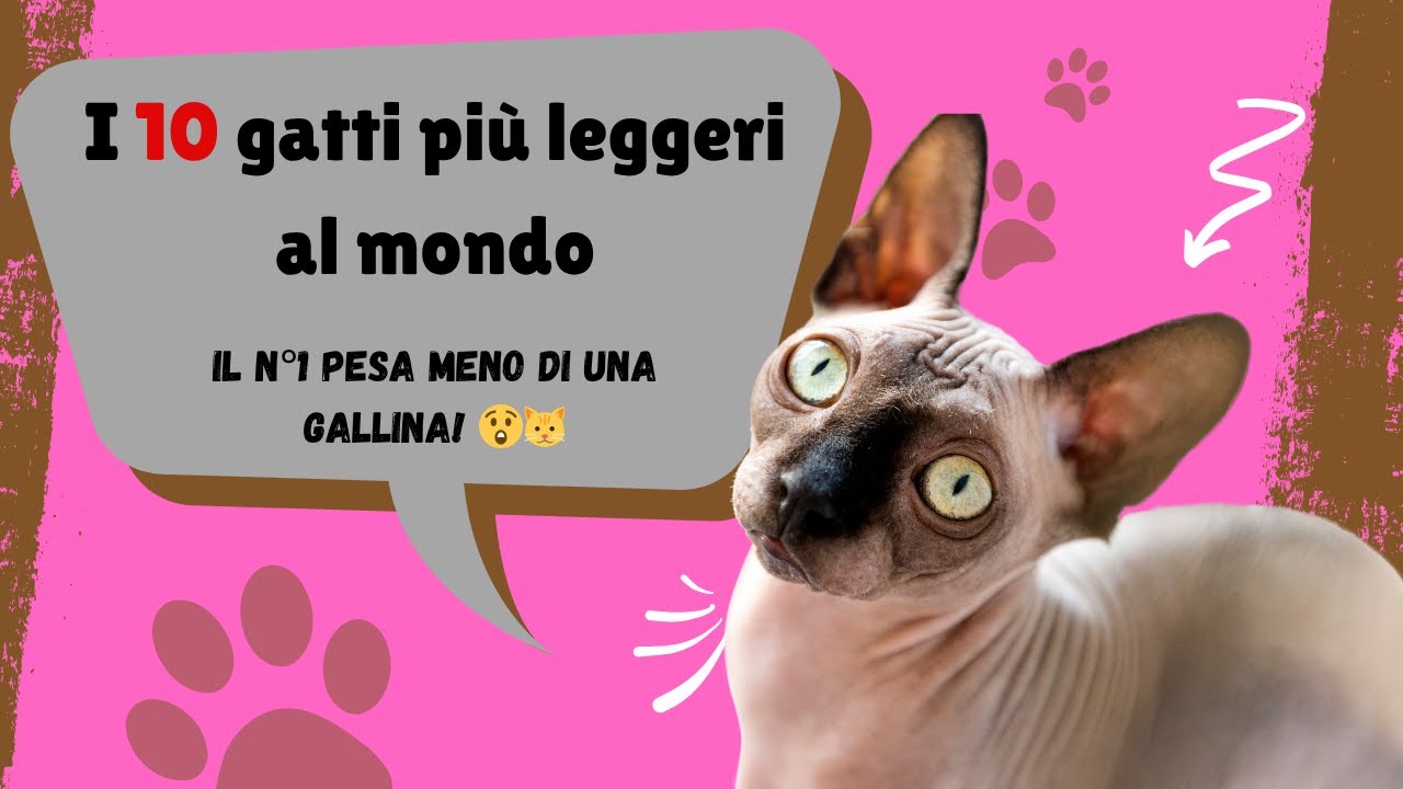 I 10 Gatti Più Leggeri del Mondo – Minuscoli, Adorabili e Pieni di Energia ! 🐱✨
