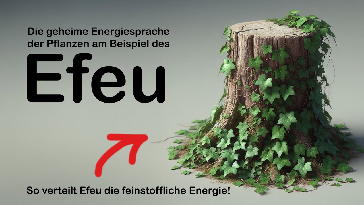 Die geheime Energiesprache des Efeu!