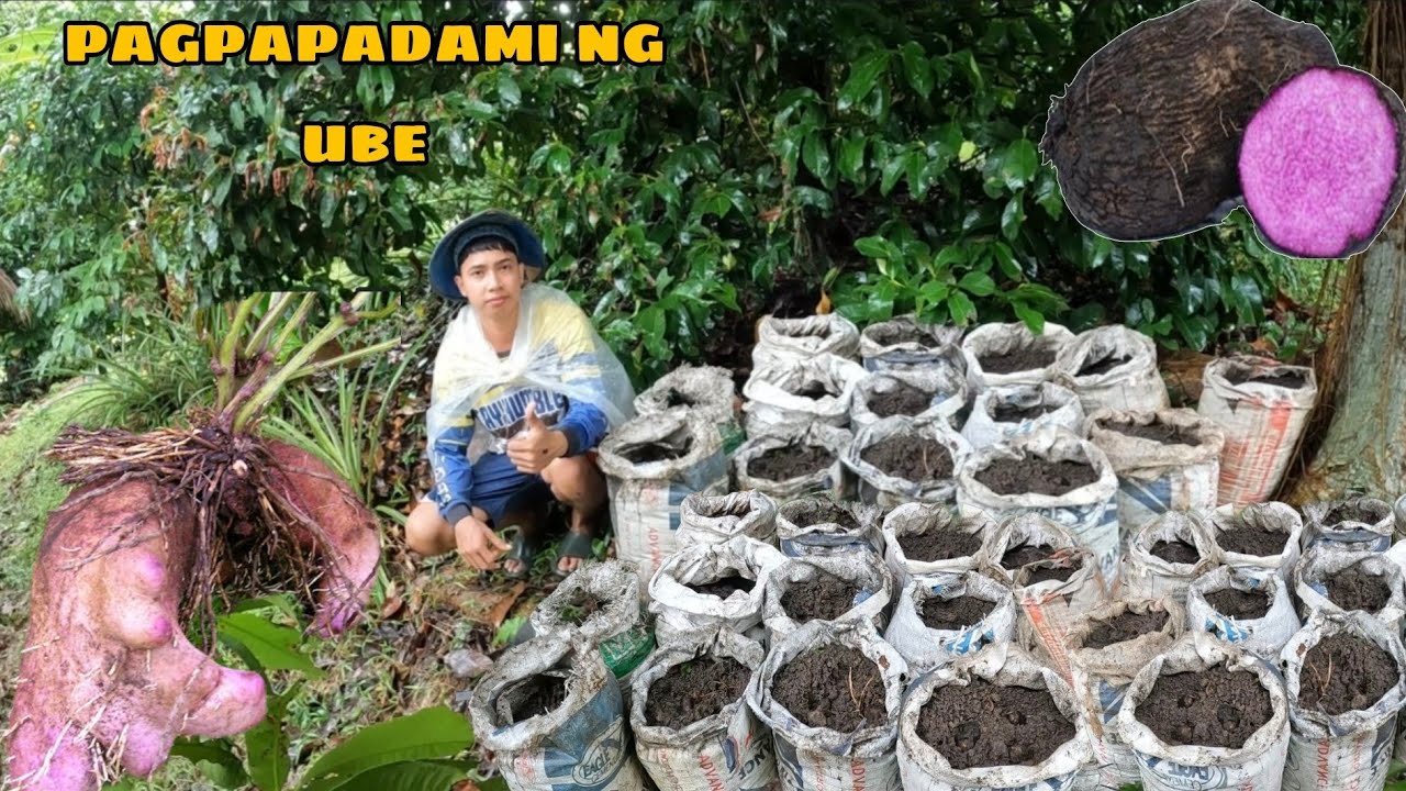 PAGTATANIM NG UBE SASAKO PARA MADALING HARBESIN