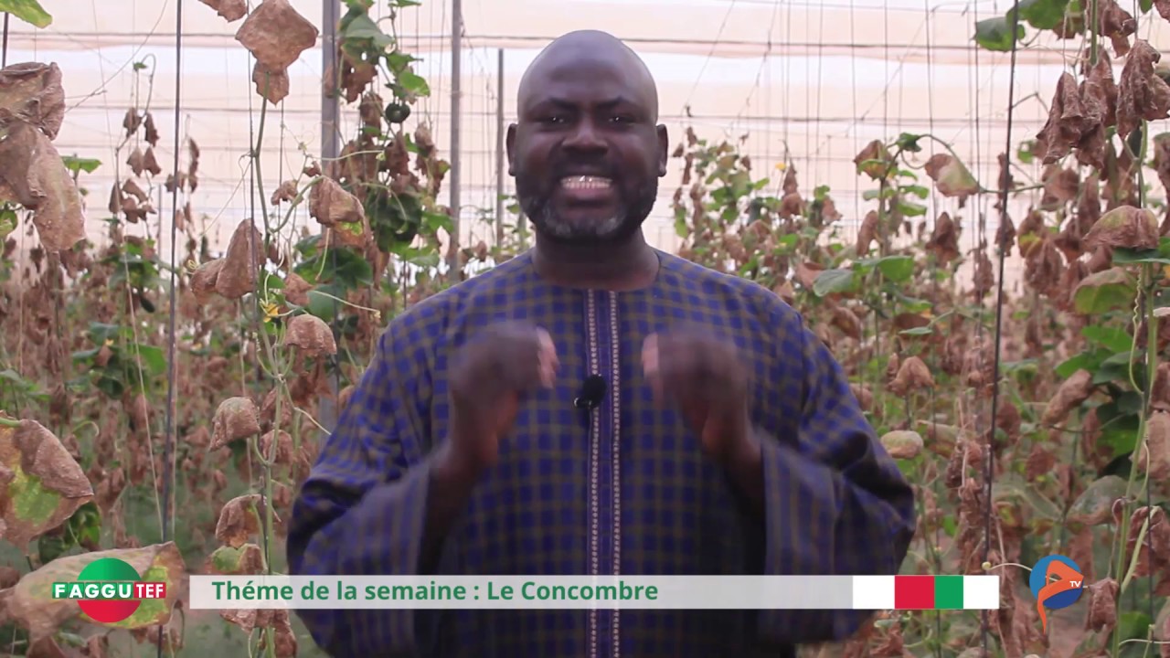Émission FAGUTEF - Théme de la semaine :  Le Concombre