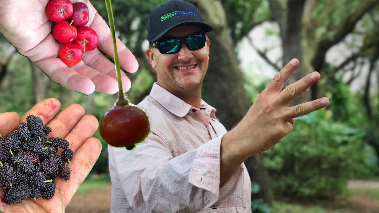Our TOP 3 FRUIT TREES For Rapid Abundance & Multiple Flushes Each Year!