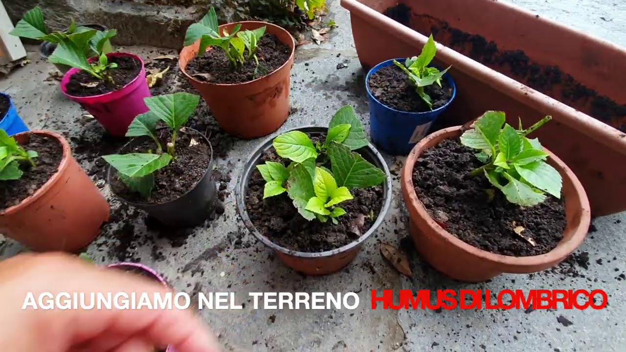 DOVE SI SBAGLIA CON LE TALEE? PERCHÉ MUOIONO?