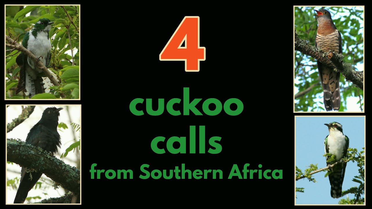 4 CUCKOO CALLS from Southern Africa