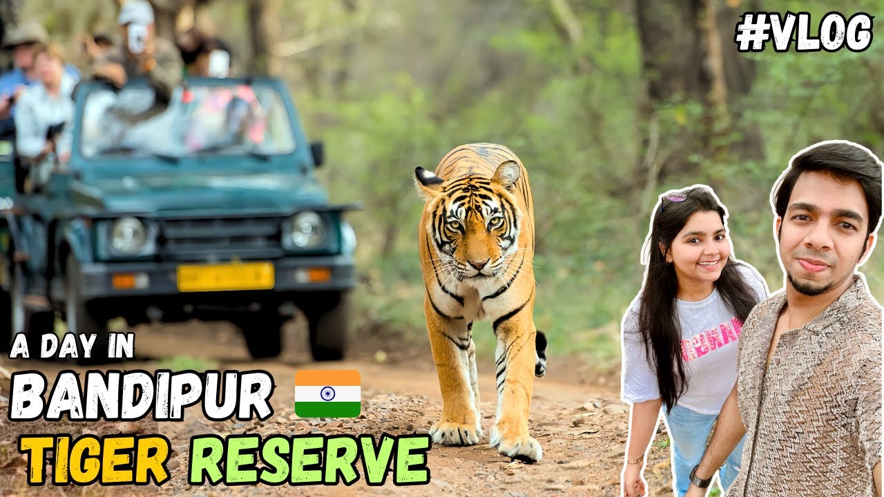Bandipur Tiger Reserve and National Park | Complete Guide 2025 | Elephant feeding, Wildlife spotting