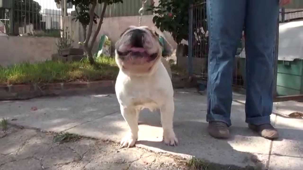 INFORME DE LA RAZA: BULLDOG INGLÉS