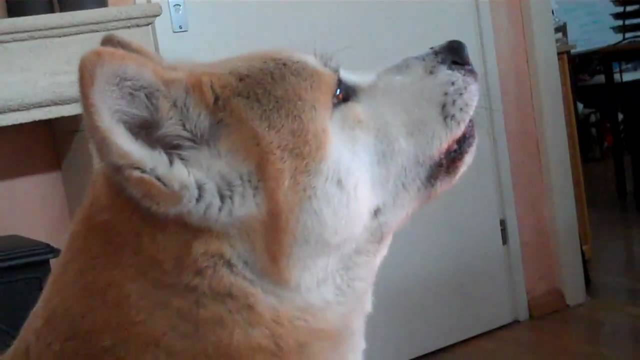 Hond blaft uit angst voor een luchtballon