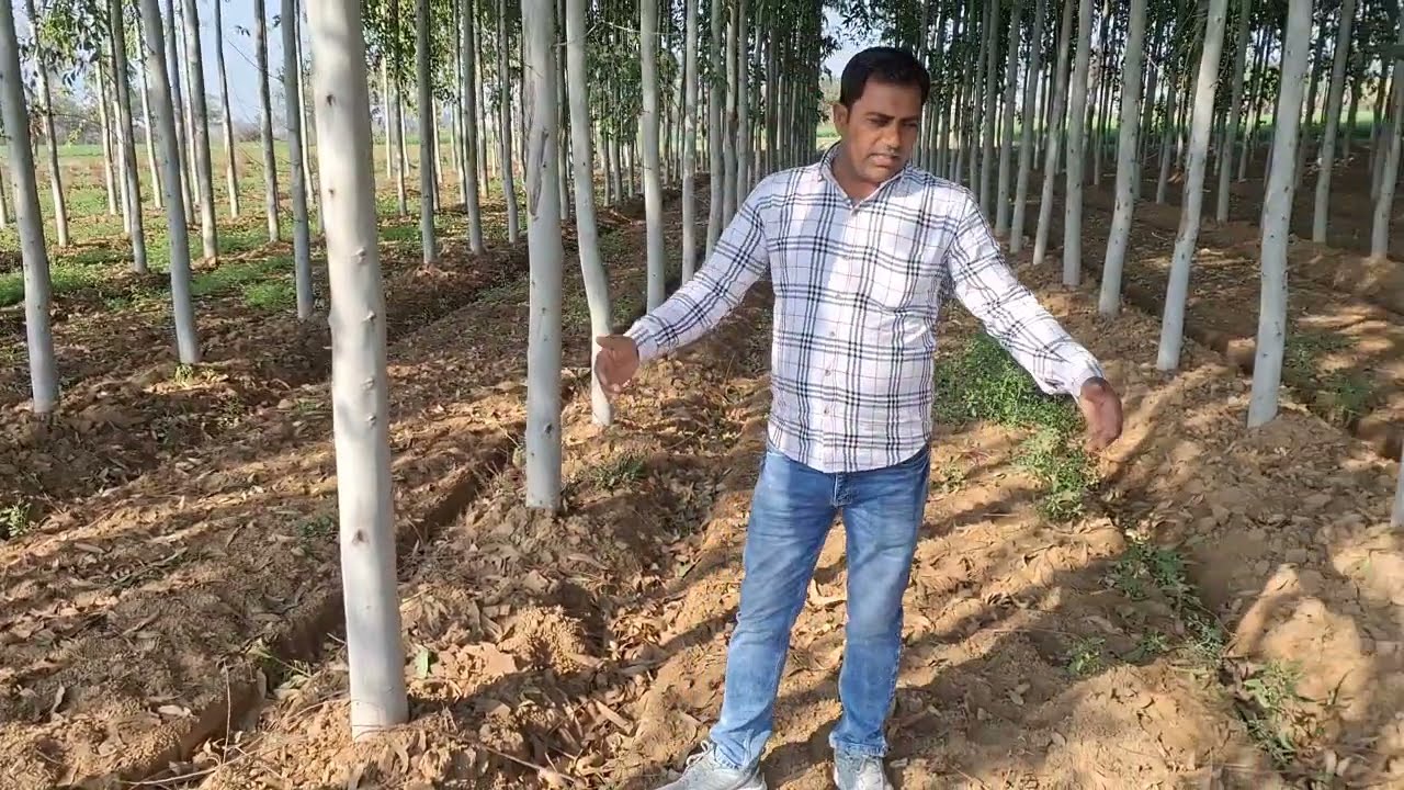 किसान भाई का क्लोनल सफेदा का बहुत ही शानदार खेत।Clone Eucalyptus Farmer 