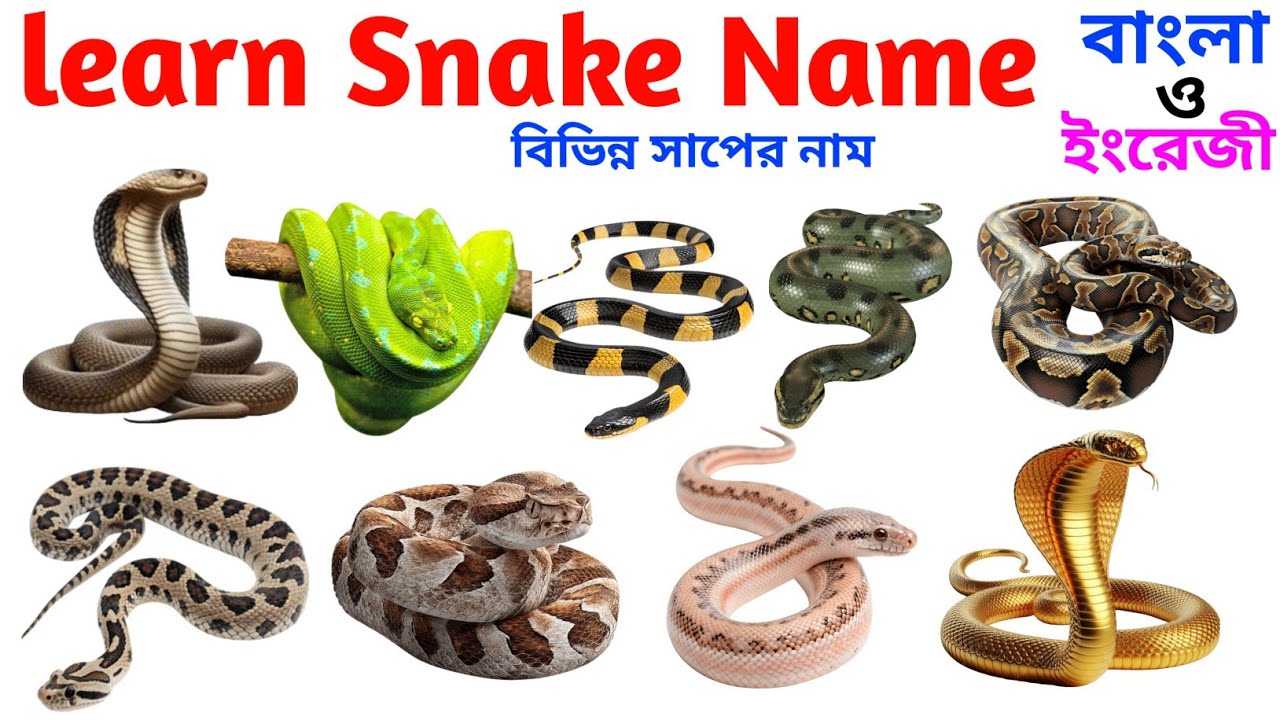 Learn Snake 🐍 Names for kids | বিভিন্ন সাপের নাম | kids learning educational video, nursery GK