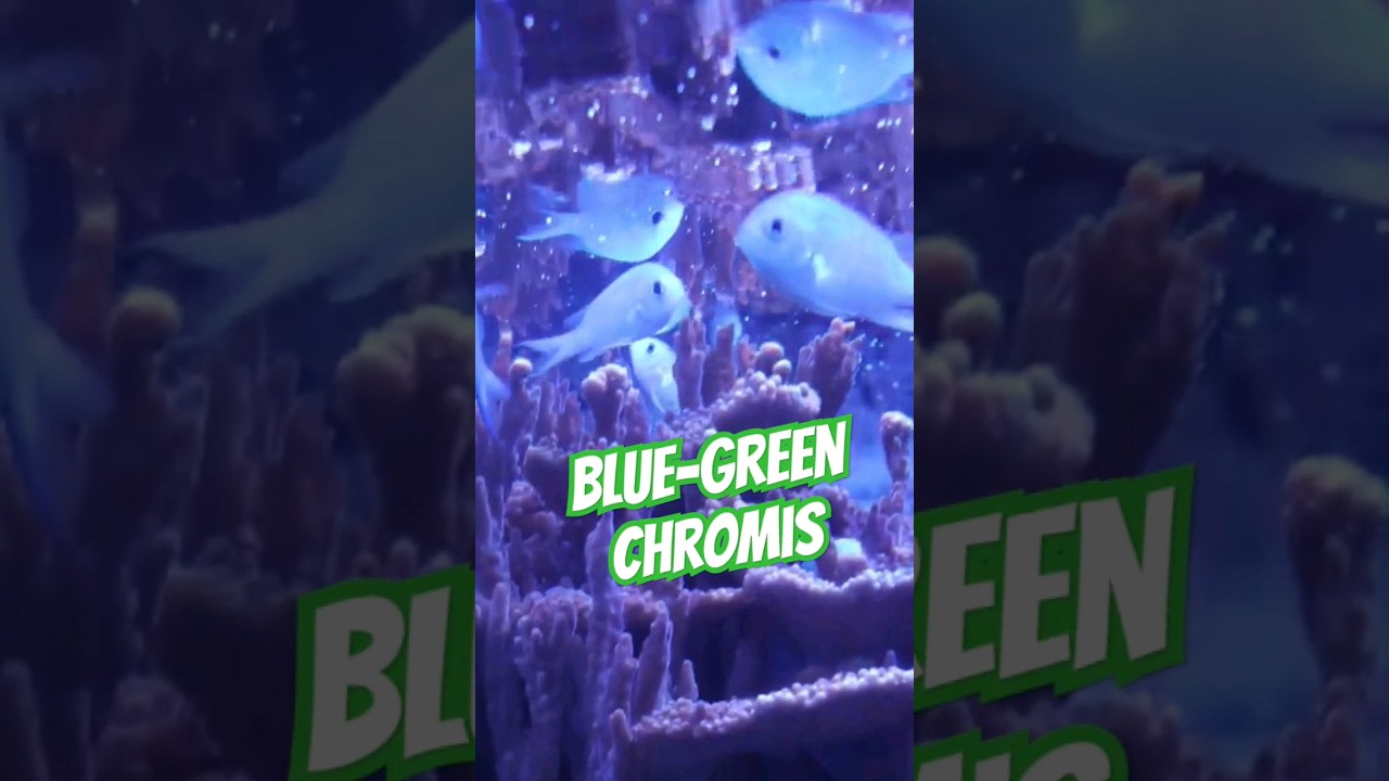 Blue-Green Chromis EASY Reef Aquarium Fish!!