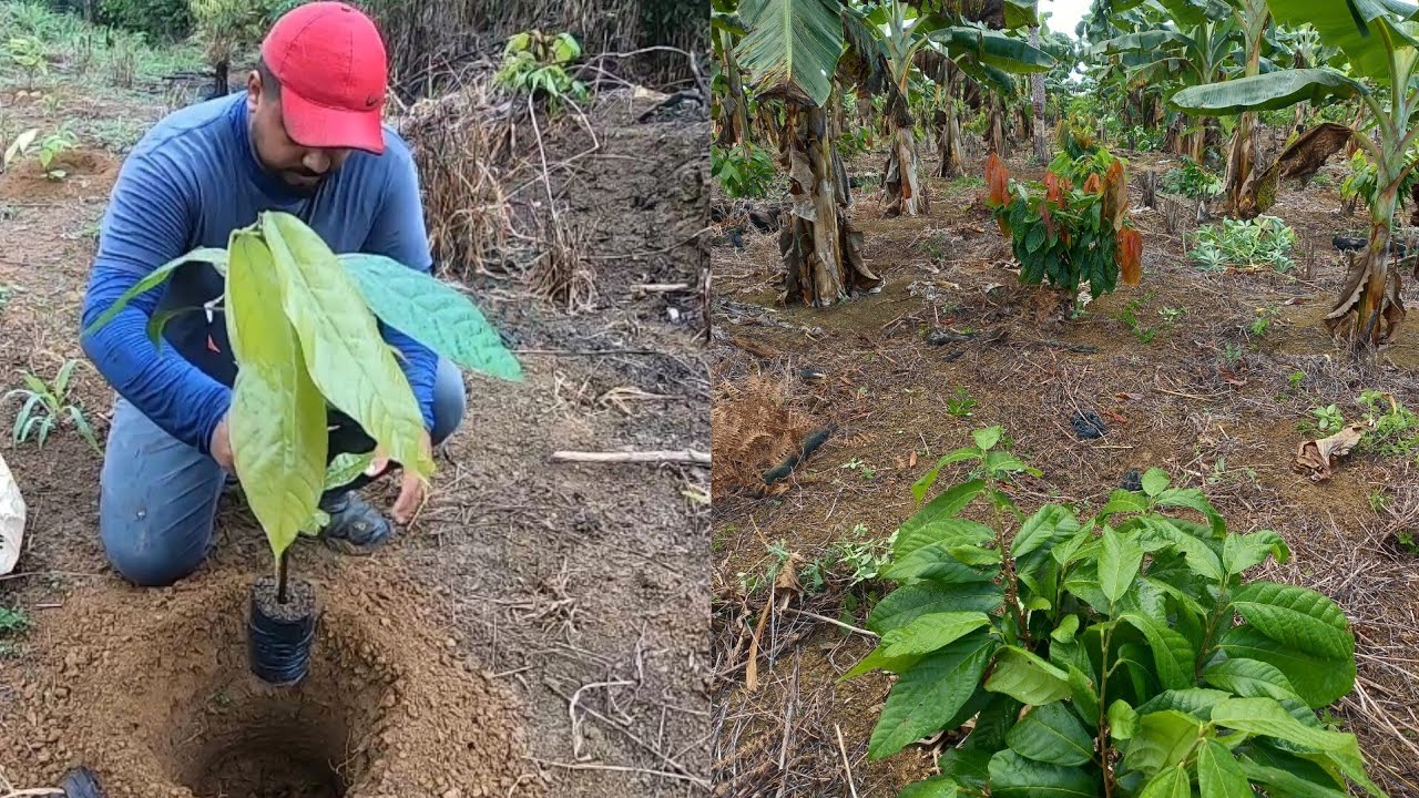 Como plantar cacau clonado e ter um bom resultado pega essa dica que seu plantio vai bombar