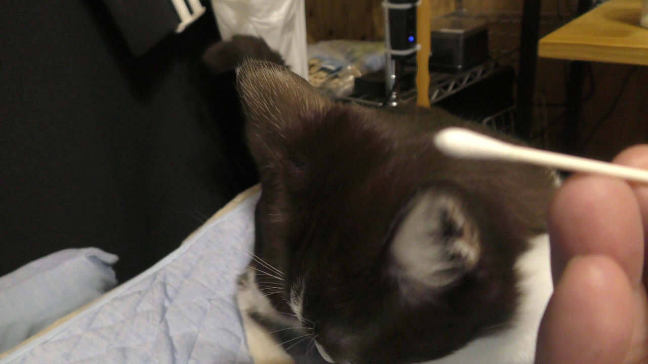 発情期の猫みーちゃん、焦らしてから綿棒にて落ち着かせ、ベッドの下でゴロゴロ…可愛いっ！