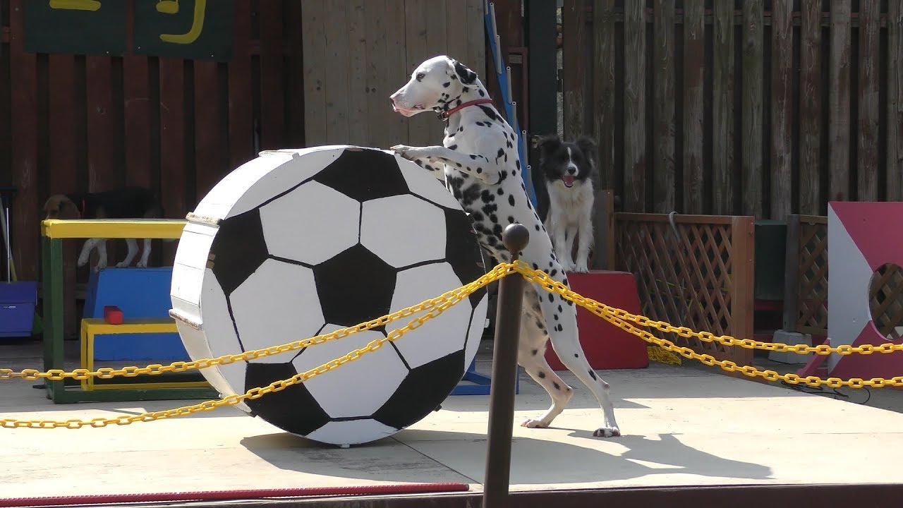 わんわんショー (しろとり動物園) 2019年3月1日