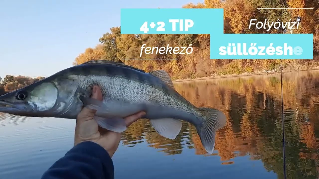 4+2 tipp folyóvízi fenekező süllőzéshez