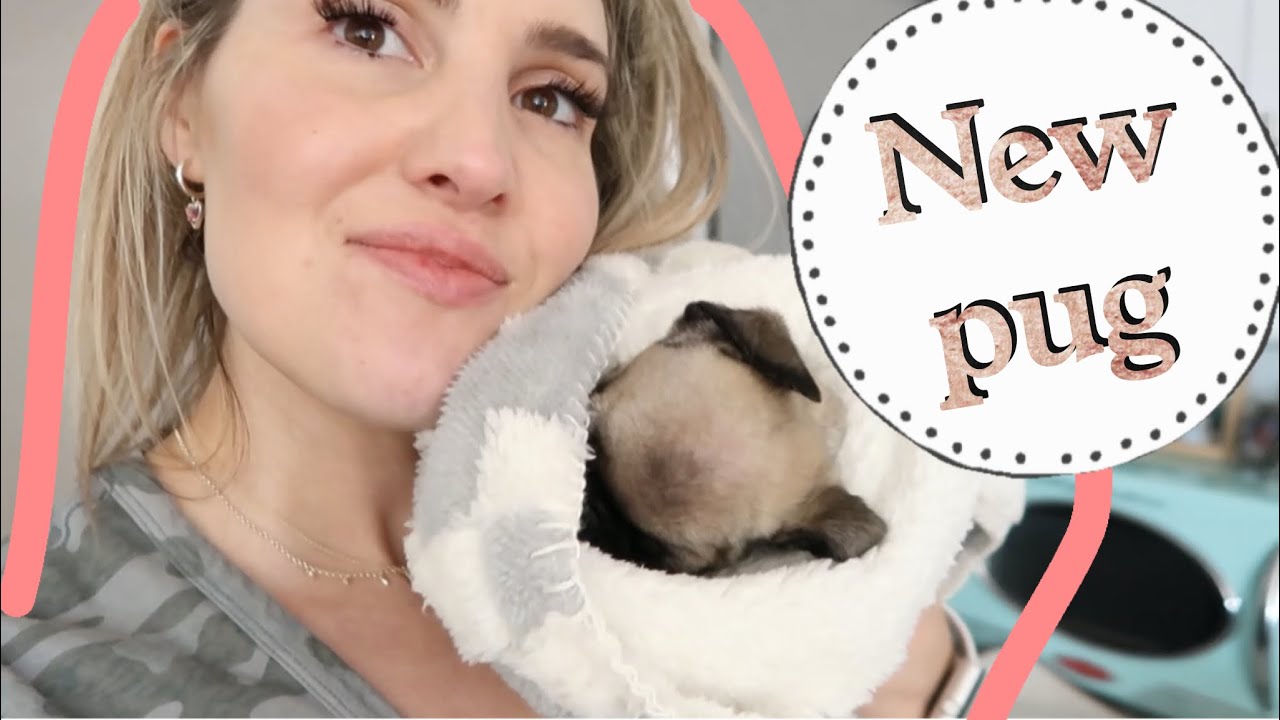 GETTING A PUG 2021, PICKING UP MY PUG PUPPY, Getting a puppy vlog, Mom Channel, Large Family Channel