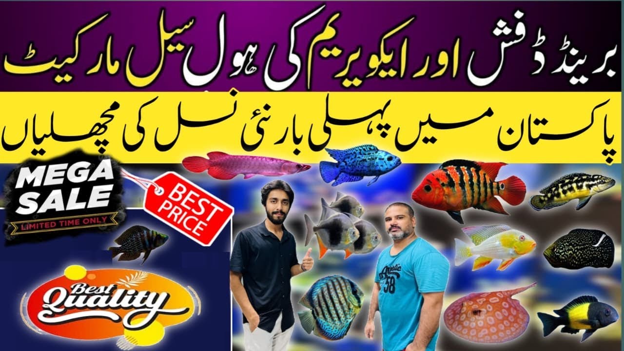 Aquarium Fish Big Discount | Ocean Pacific | Fresh Water Fish Wholesale Price