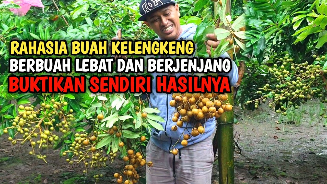RAHASIA AGAR BUAH KELENGKENG BERBUAH LEBAT DAN BERJENJANG - LANGKAH PASTI