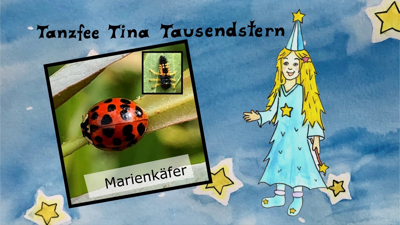 Marienkäfer - Wissen für Kinder