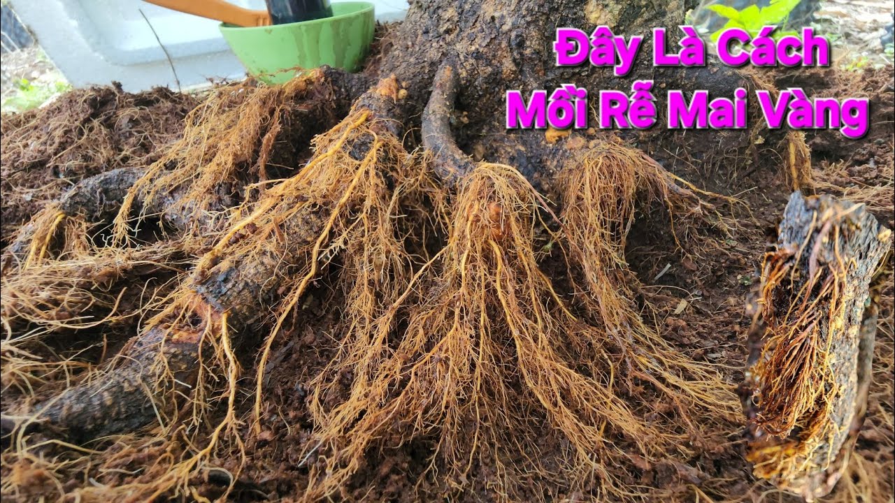 Cách Mồi Rễ Mai Vàng Đơn Giản Nhưng Rất Hiệu Quả Ai Cũng Làm Được