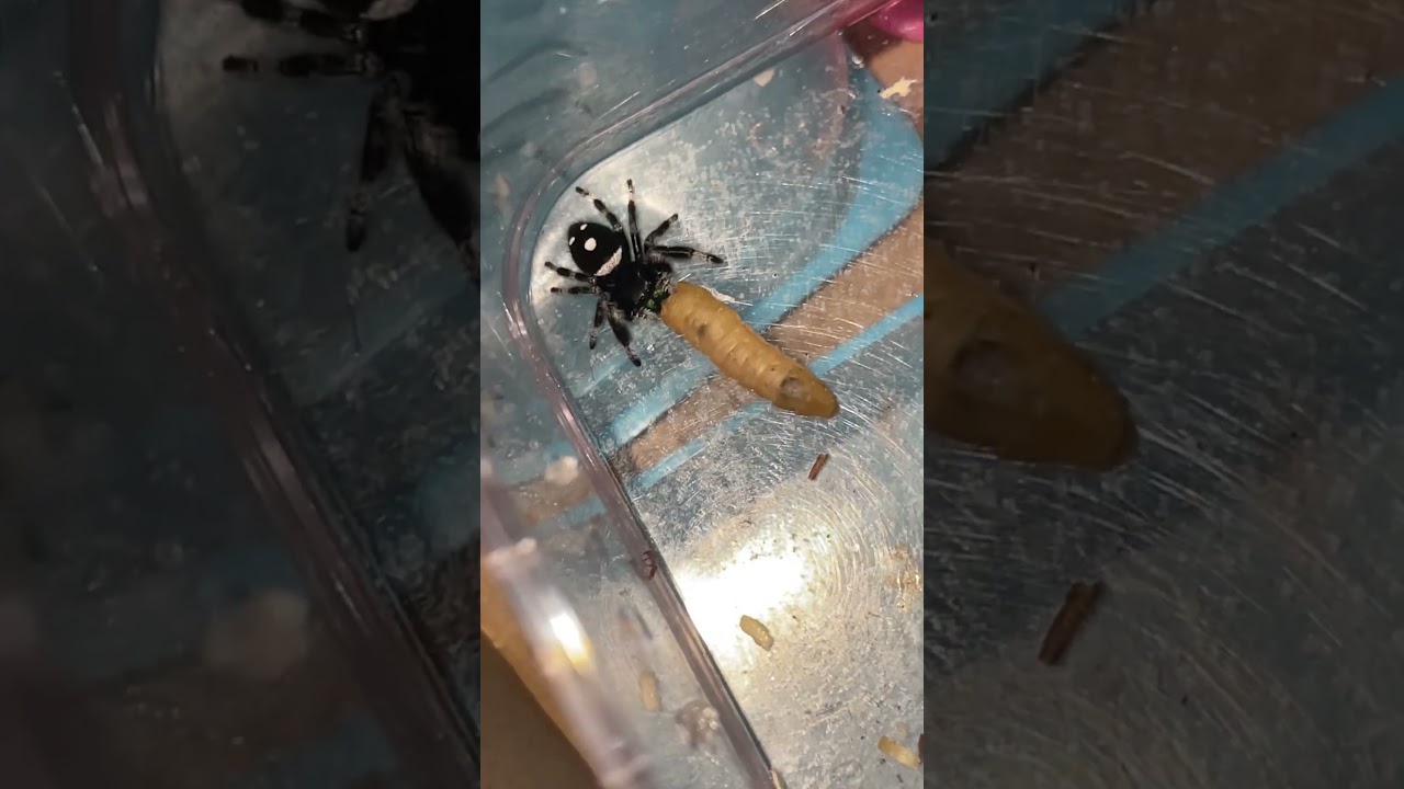 Jumping spider vs Wax Worm