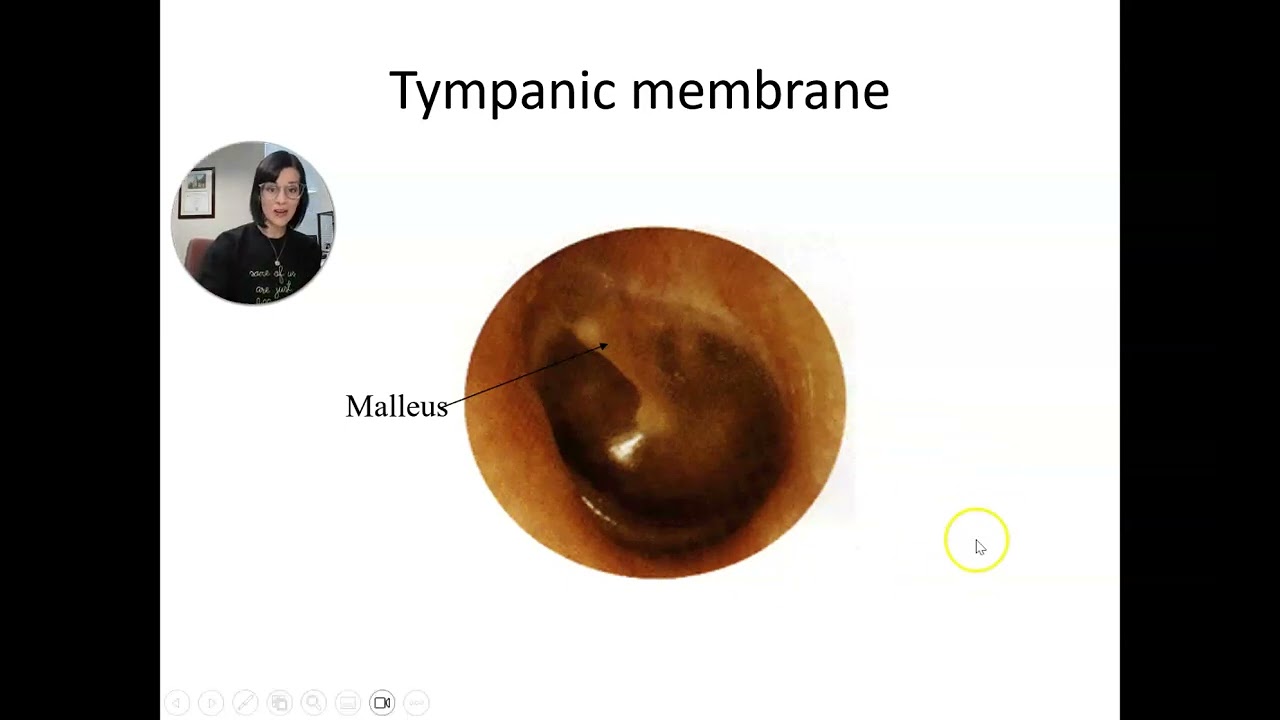 Biopsychology: Hearing and the Cochlea