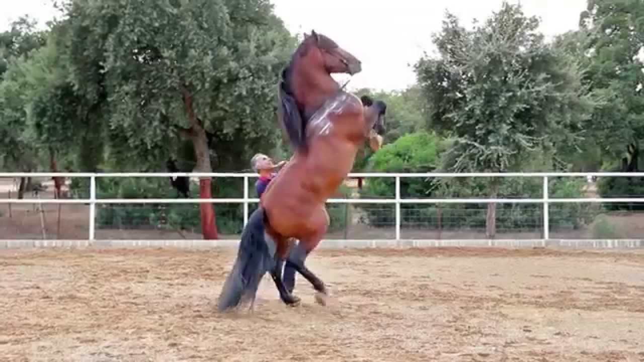 VALEROSO XLIV