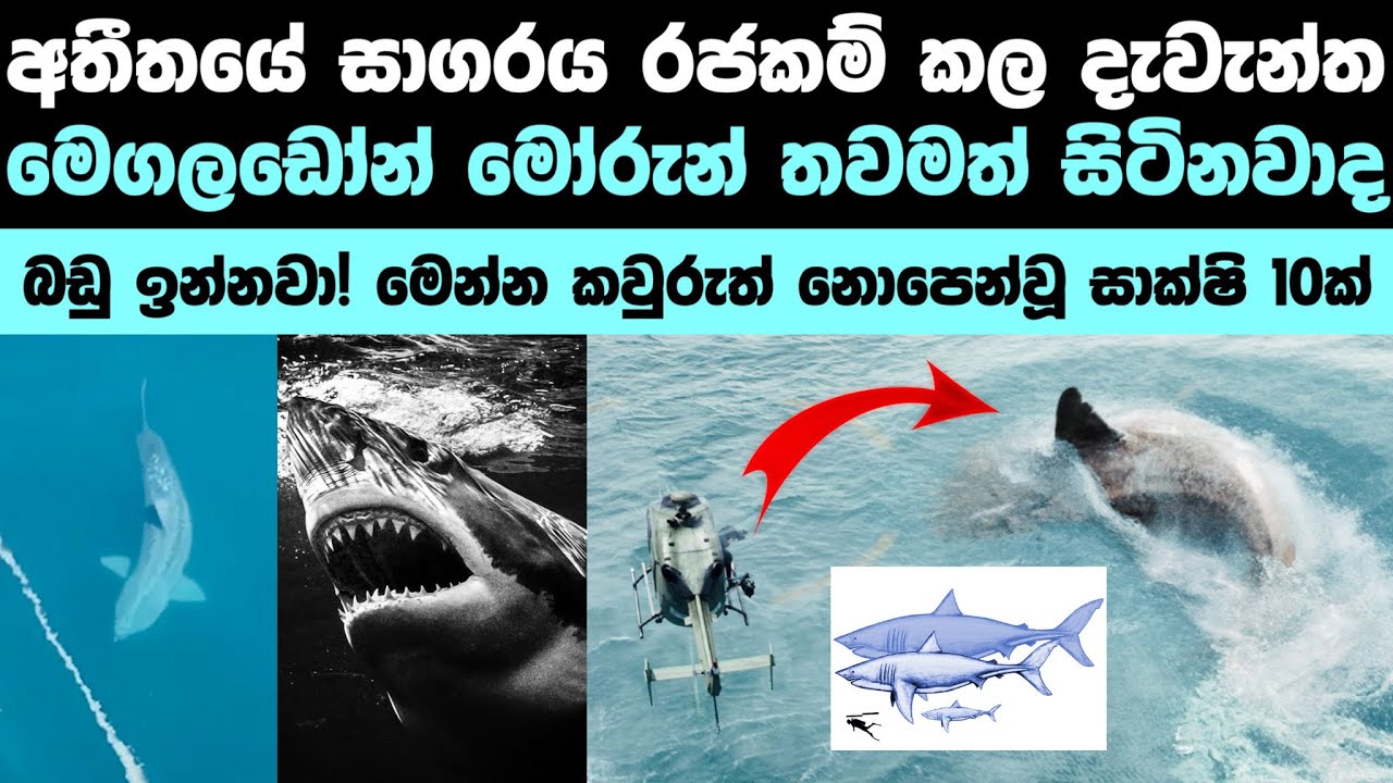 මෙගලඩෝන් මෝරුන් තවමත් ජීවත්වනවාද? | Real life Megalodon sharks caught on tape 🦈