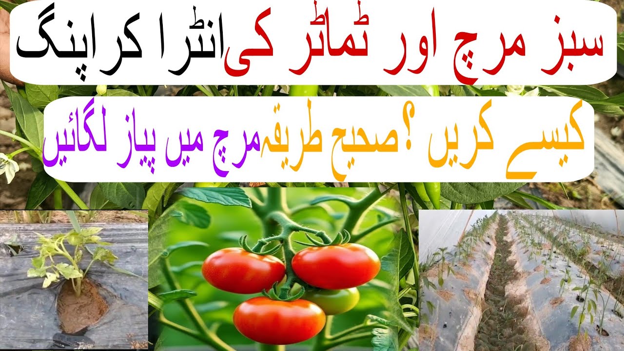 How to intercropping chili, tomato and onion ||مرچ ٹماٹر اور پیاز کی انٹرکرپنگ کیسے کریں