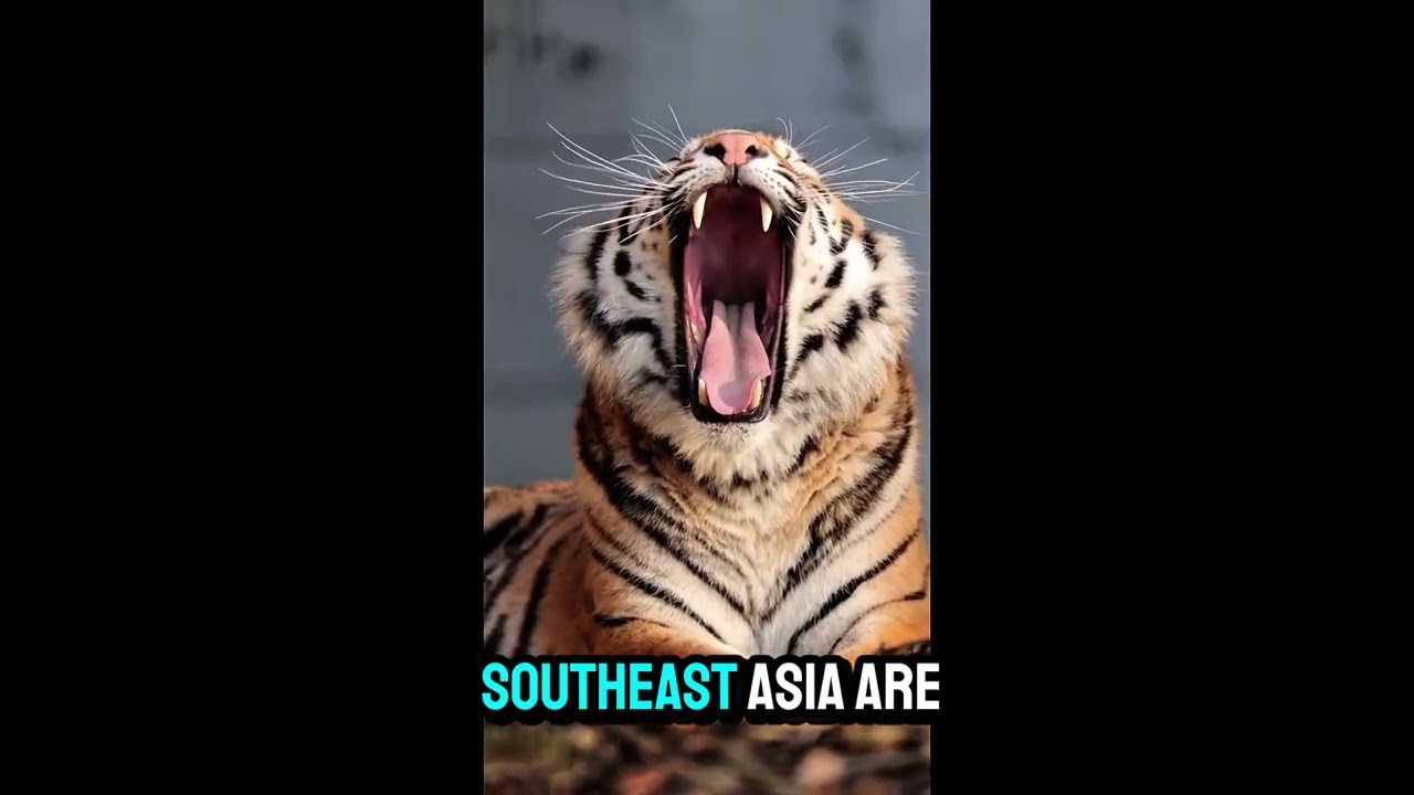 The Tiger – King of Power. Why??