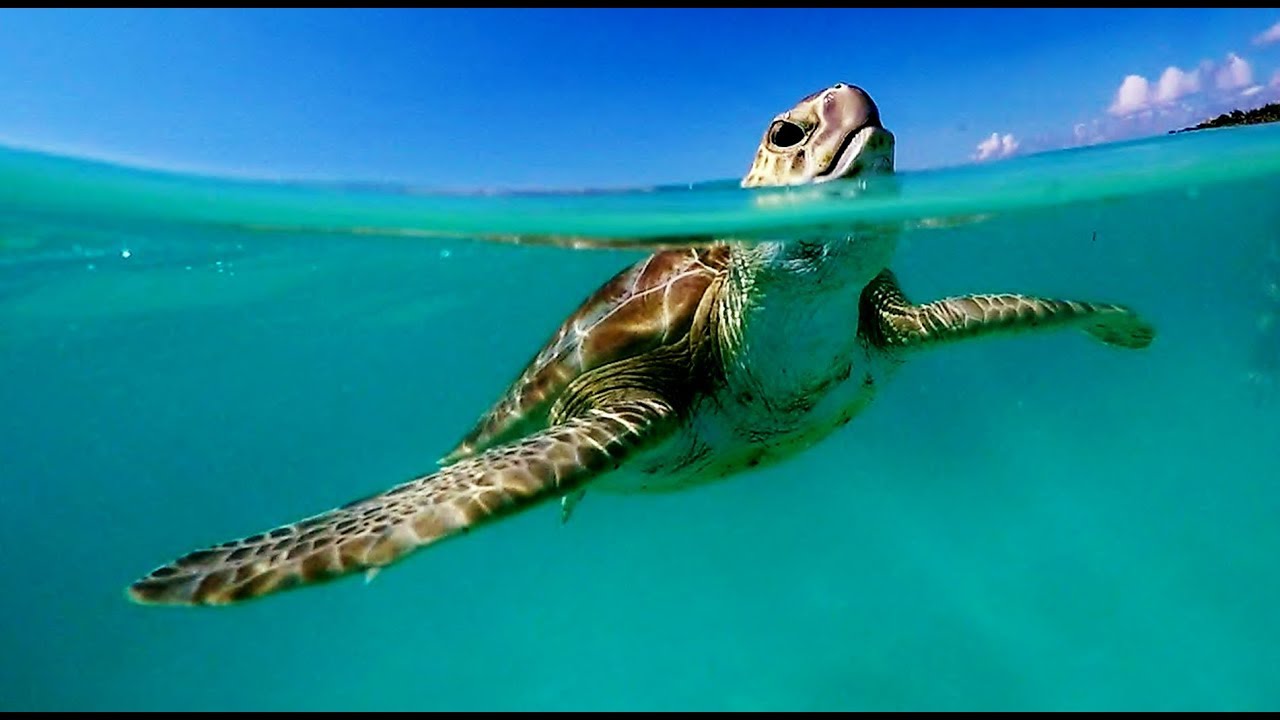 Barcelo Maya Palace- always best snorkeling. GoPro HD