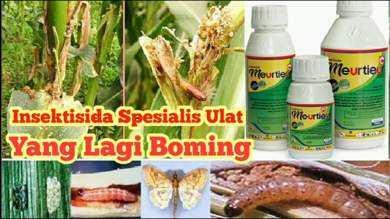 Yang Lagi Boming Spesialis Racun Ulat