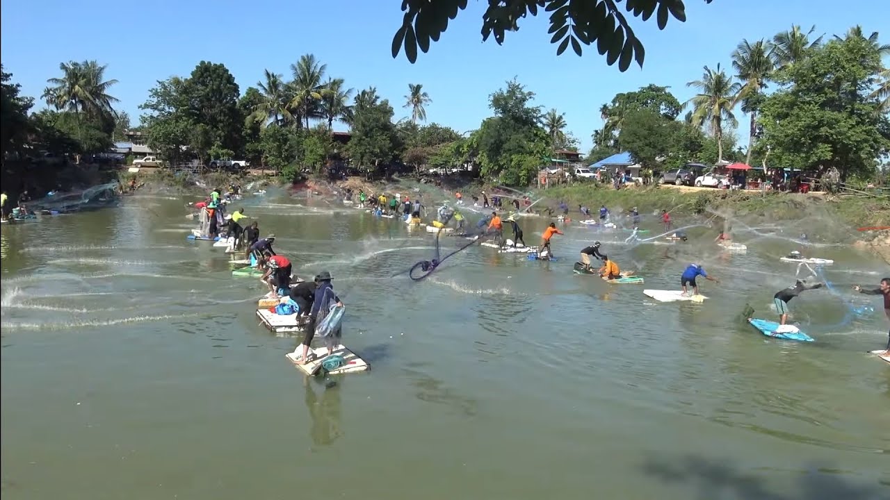 ลงหนองจับปลา หว่านแหบัตร1,000 บ้านหนองโตน อ.วังหิน จ.ศรีสะเกษ งานนี้ได้ลุ้น Cast net fishing big.