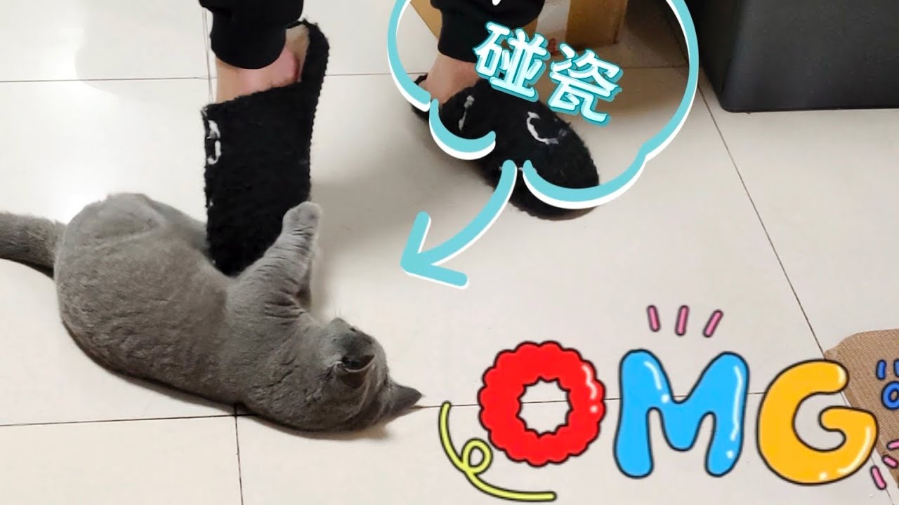 我家藍貓“侵侵”還會碰瓷😂#英短藍貓 #cutepets #funny  