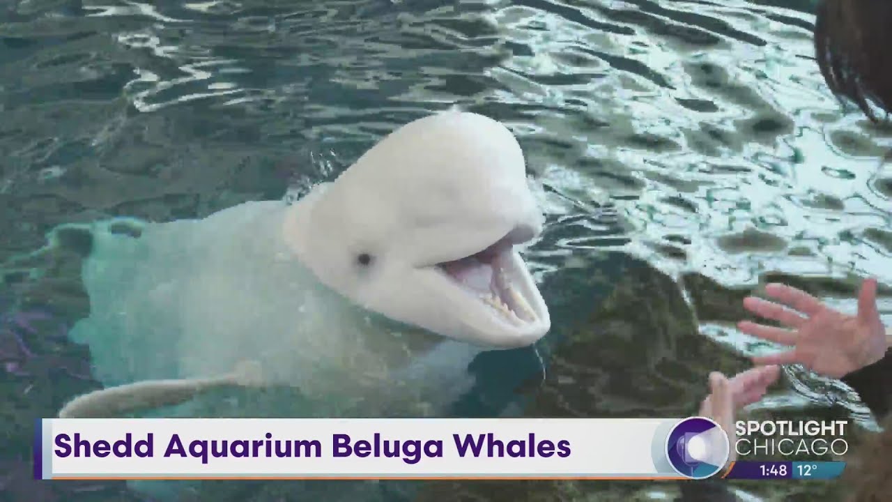 Shedd Aquarium Beluga Whales