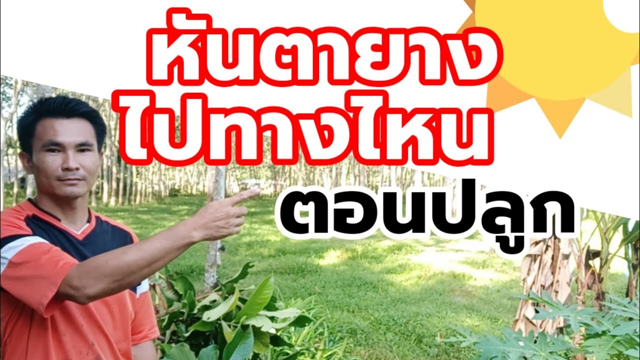 หันตายางไปทางไหนเวลาปลูก