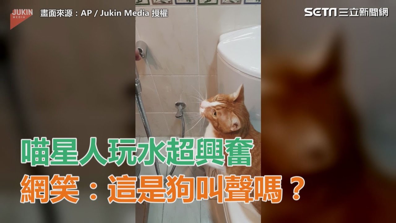 喵星人玩水超興奮　網笑：剛剛那是狗叫聲嗎｜三立新聞網SETN.com