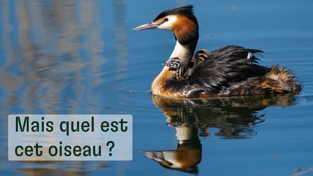Mais quel est cet oiseau ?