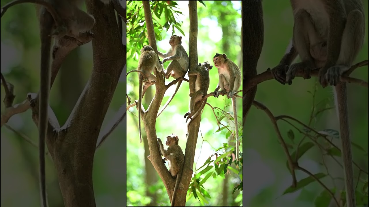 #monkeyvideo