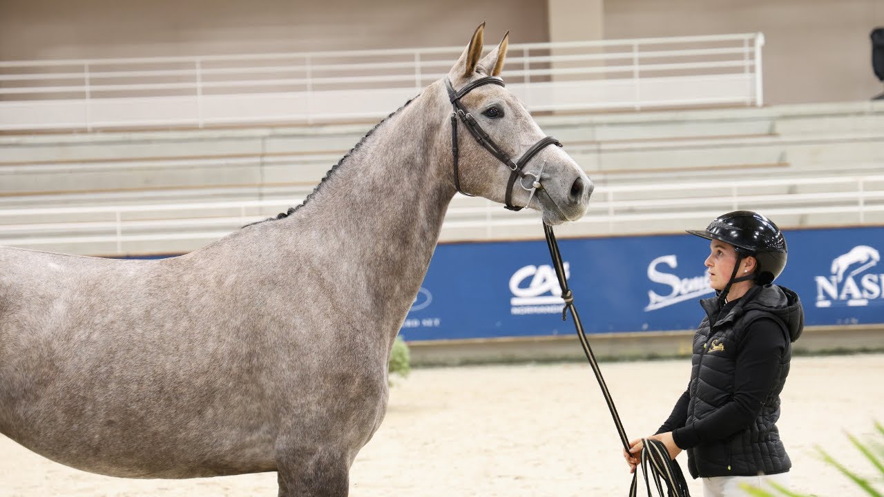 MALYN SEMILLY (Cornet du Lys x Diamant de Semilly x Laudanum) Vice Championne de Normandie des 3 ans