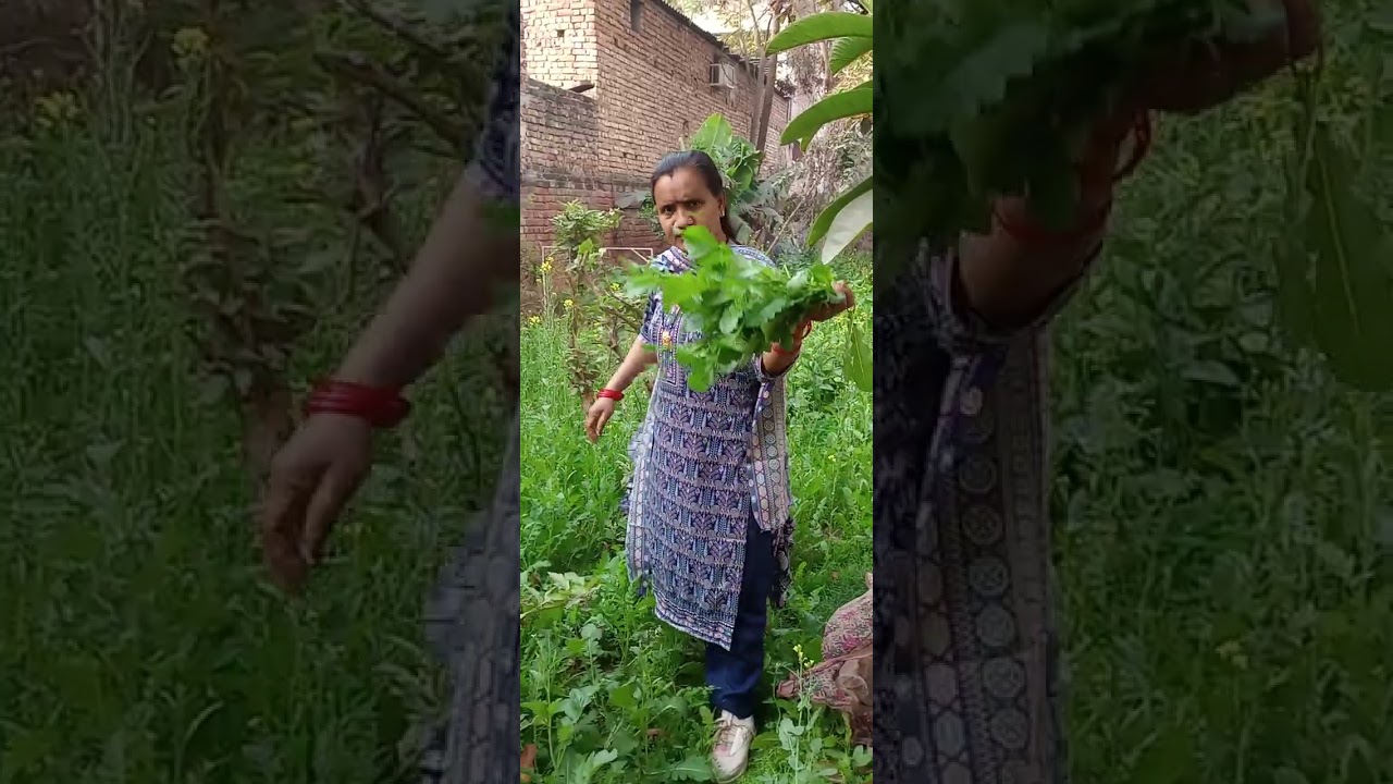 सरसों की हार्वेस्टिंग।